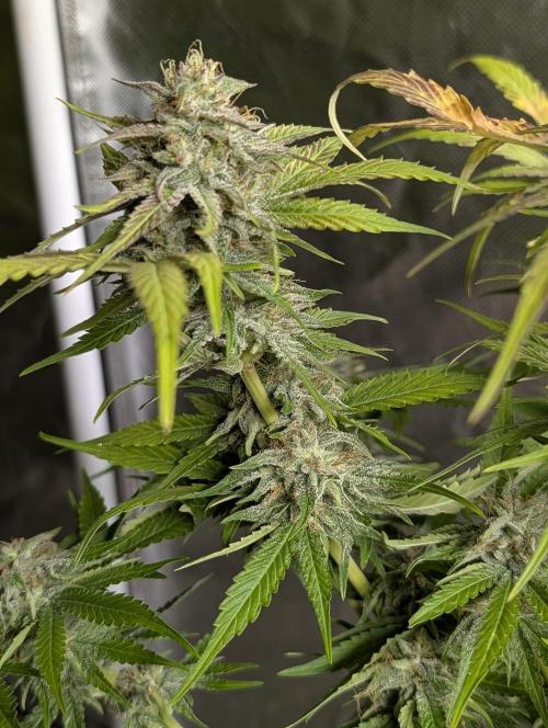 Guava X Gelato 41 x4. Week 9