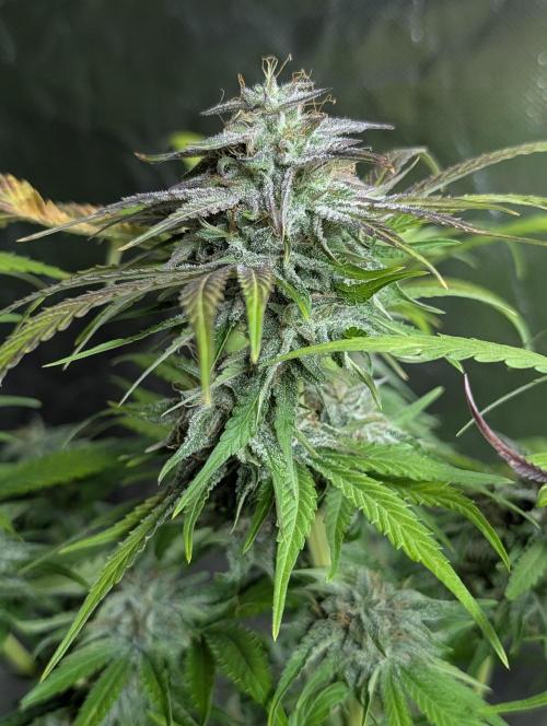 Guava X Gelato 41 x4. Week 9