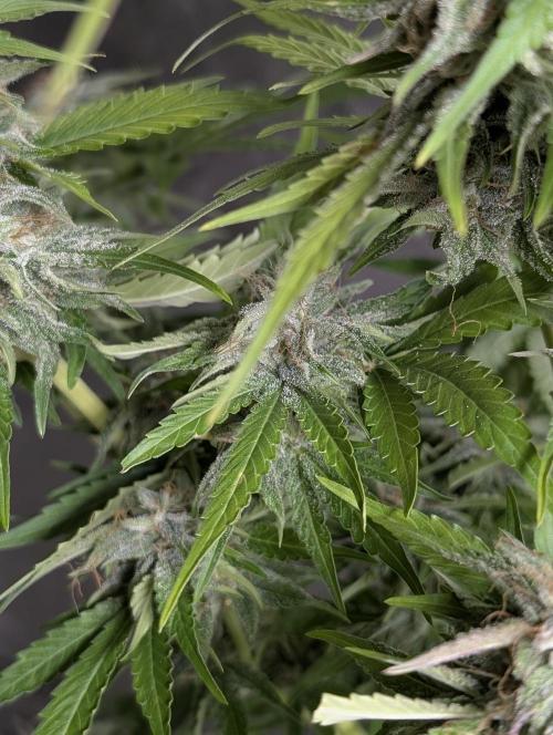 Guava X Gelato 41 x4. Week 9