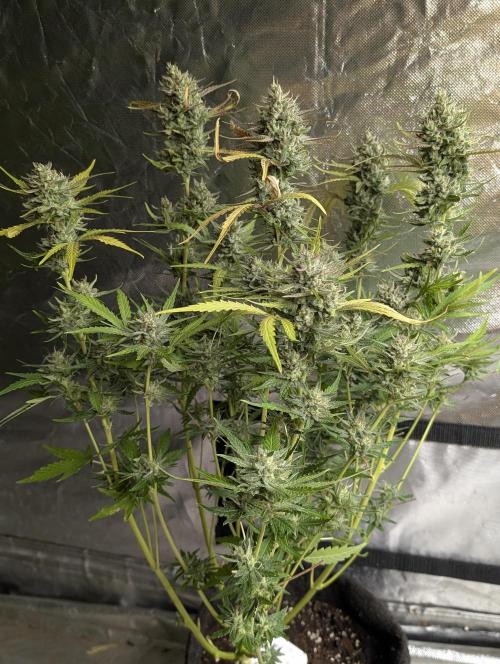 Guava X Gelato 41 x4. Week 9 - 2