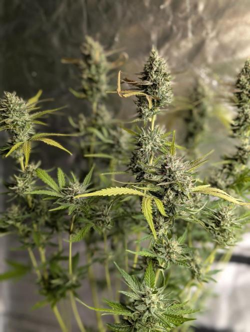 Guava X Gelato 41 x4. Week 9
