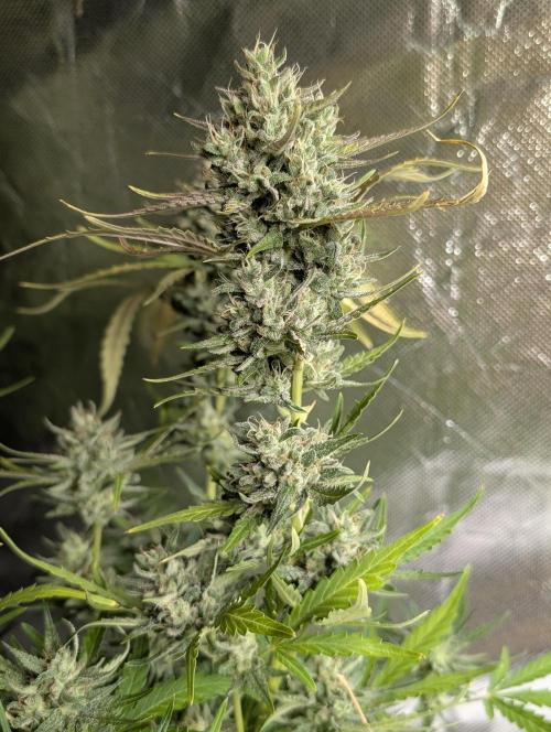 Guava X Gelato 41 x4. Week 9