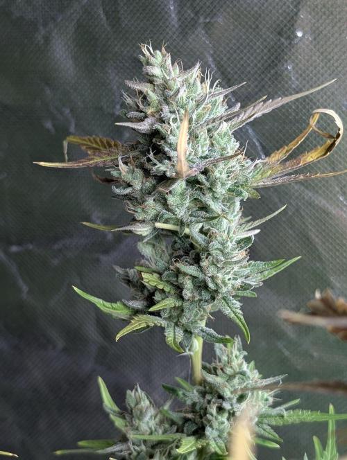 Guava X Gelato 41 x4. Week 9