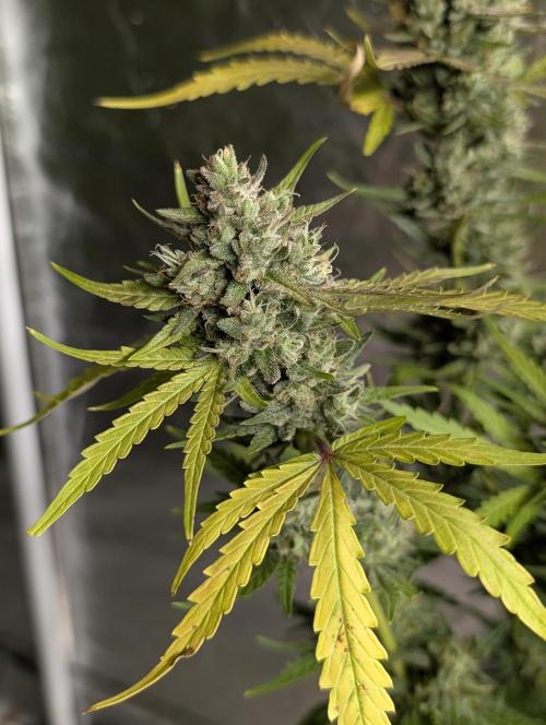 Guava X Gelato 41 x4. Week 9