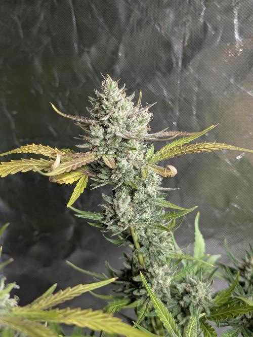 Guava X Gelato 41 x4. Week 9