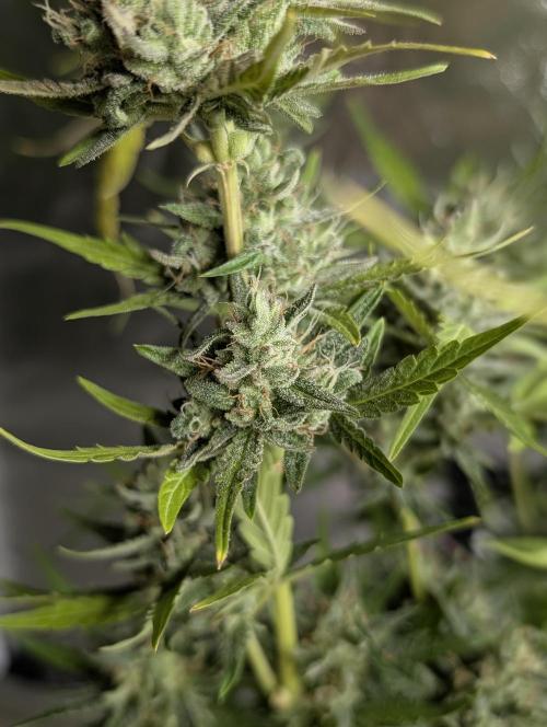 Guava X Gelato 41 x4. Week 9