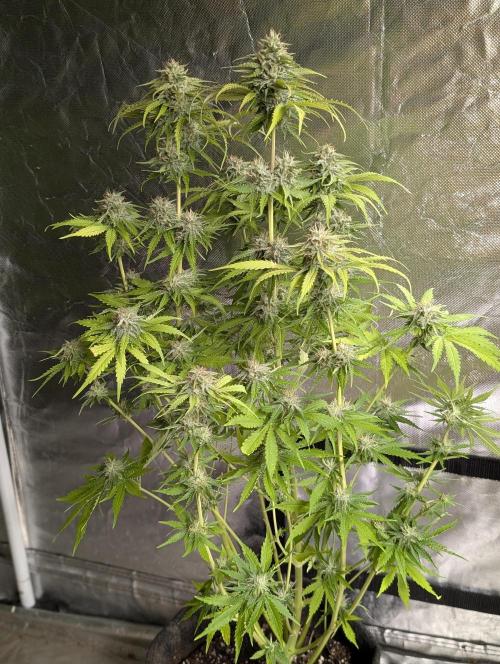 Guava X Gelato 41 x4. Week 9 - 3