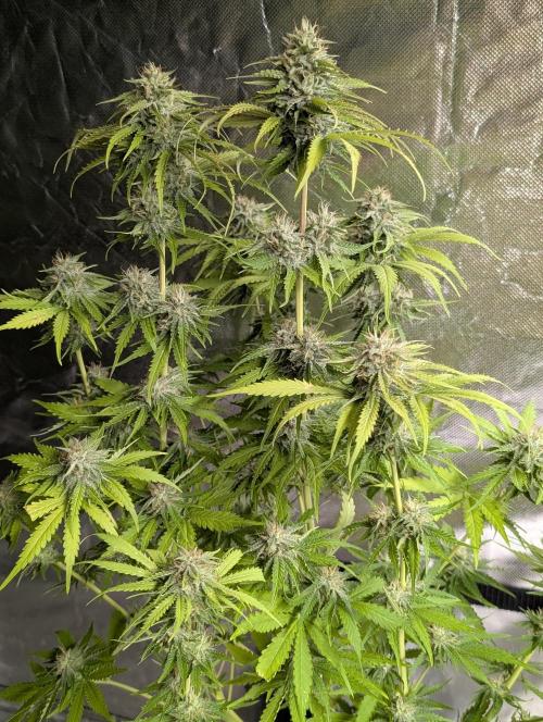 Guava X Gelato 41 x4. Week 9