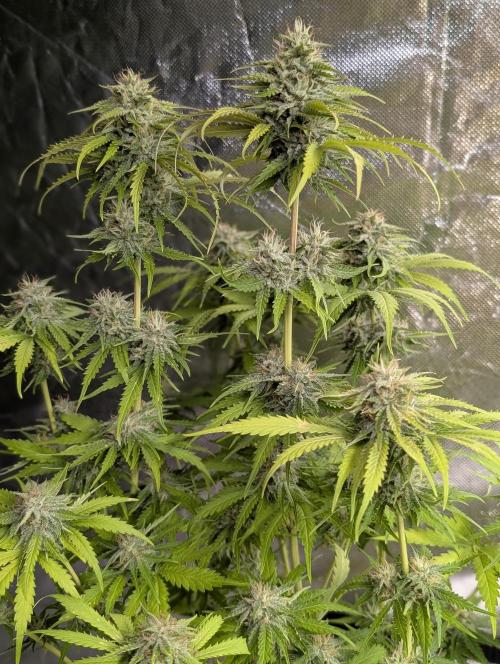 Guava X Gelato 41 x4. Week 9