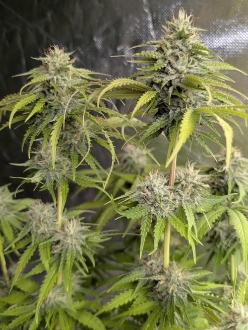 Guava X Gelato 41 x4. Week 9
