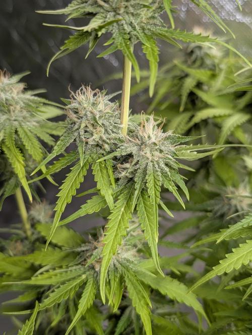 Guava X Gelato 41 x4. Week 9