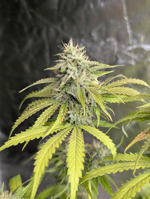 Guava X Gelato 41 x4. Week 9