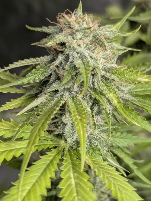 Guava X Gelato 41 x4. Week 9