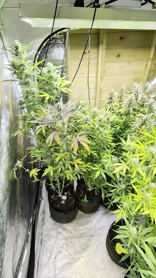 Guava X Gelato 41 x4
