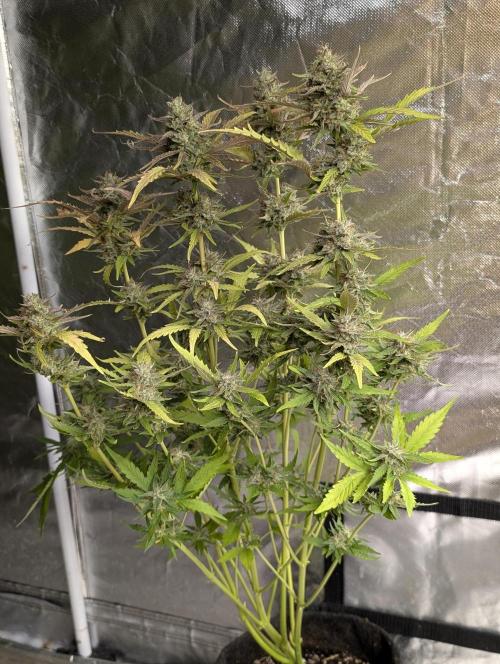 Guava X Gelato 41 x3. Week 9 - 1