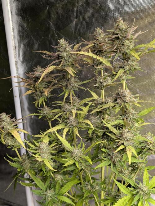 Guava X Gelato 41 x3. Week 9