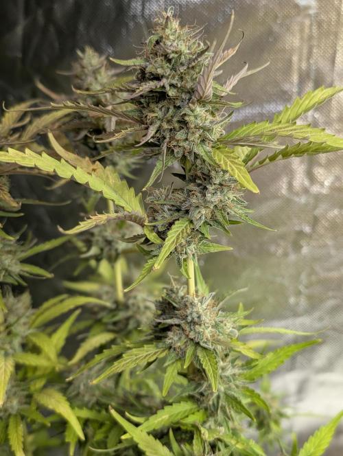 Guava X Gelato 41 x3. Week 9