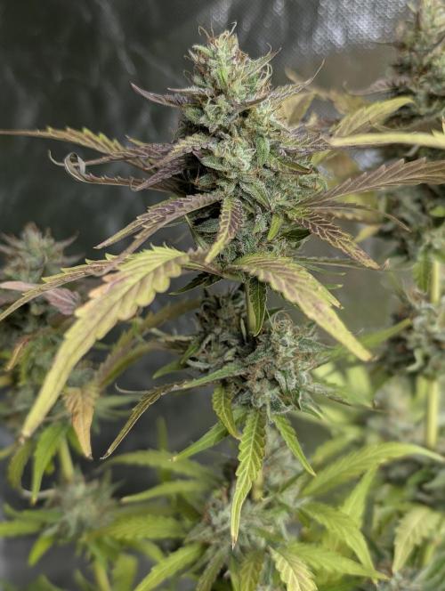Guava X Gelato 41 x3. Week 9