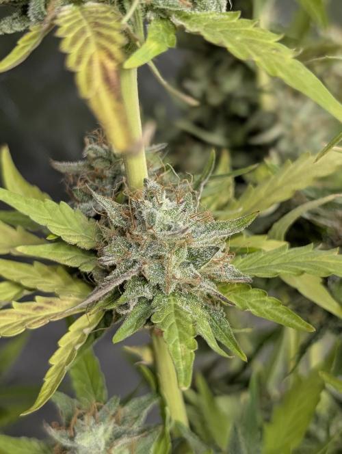 Guava X Gelato 41 x3. Week 9