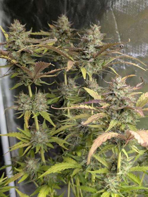 Guava X Gelato 41 x3. Week 9