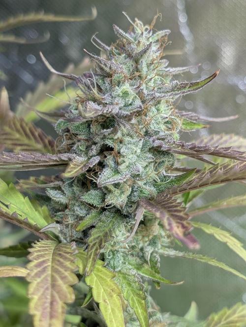 Guava X Gelato 41 x3. Week 9