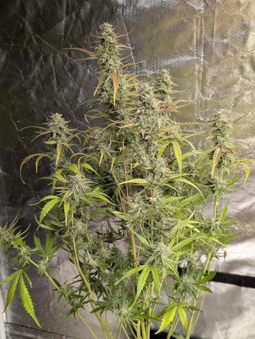 Guava X Gelato 41 x3. Week 9 - 2
