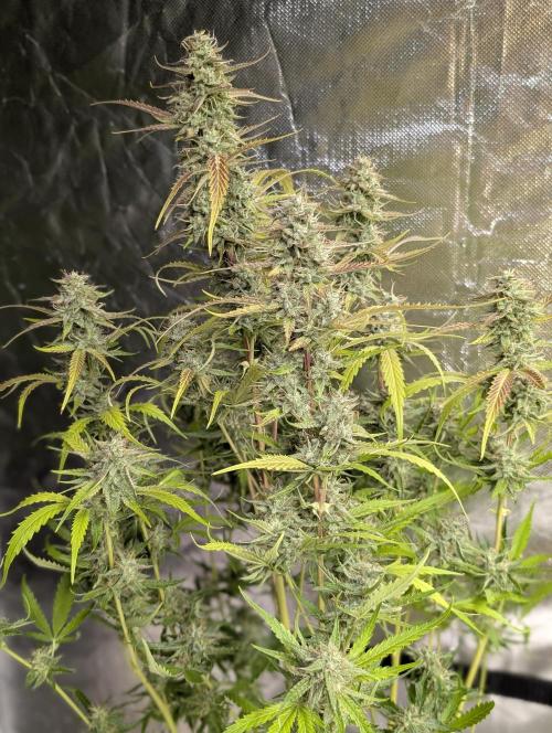 Guava X Gelato 41 x3. Week 9
