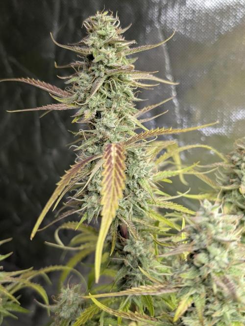 Guava X Gelato 41 x3. Week 9