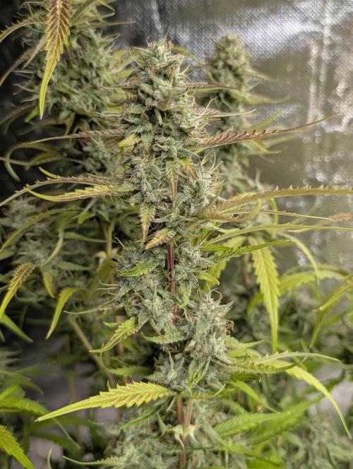 Guava X Gelato 41 x3. Week 9