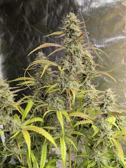 Guava X Gelato 41 x3. Week 9