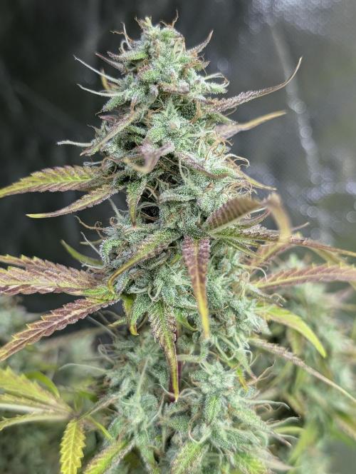 Guava X Gelato 41 x3. Week 9