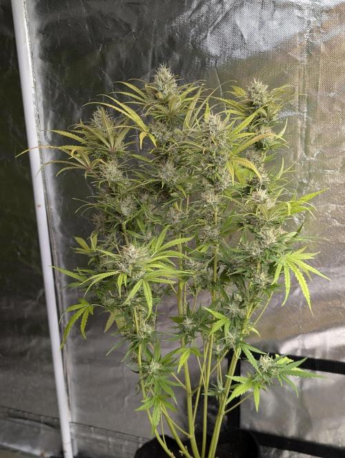 Guava X Gelato 41 x3. Week 9 - 3