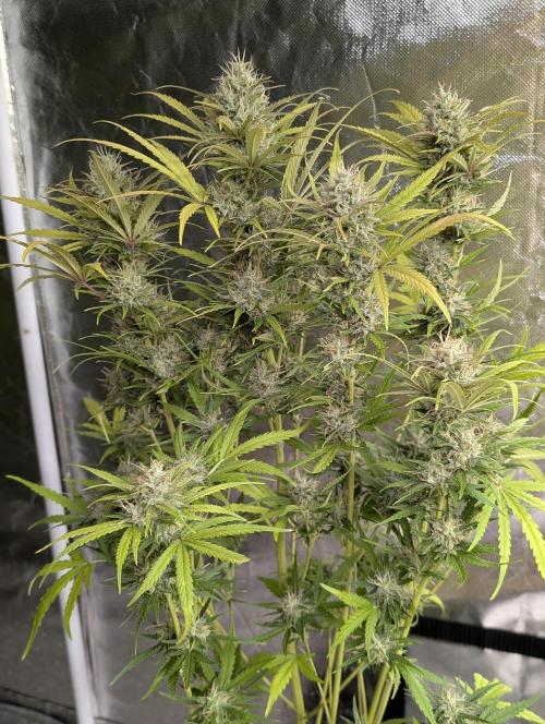 Guava X Gelato 41 x3. Week 9