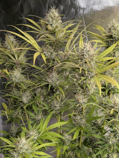 Guava X Gelato 41 x3. Week 9