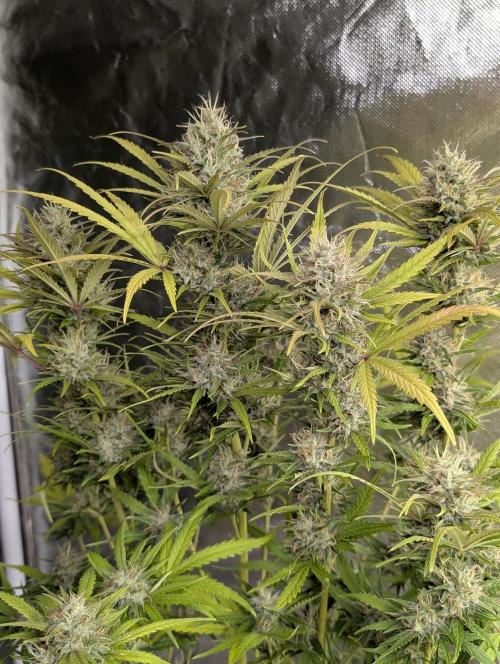 Guava X Gelato 41 x3. Week 9