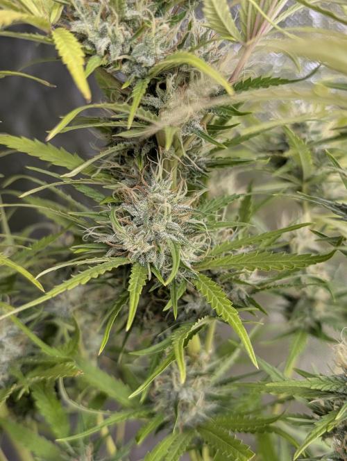 Guava X Gelato 41 x3. Week 9