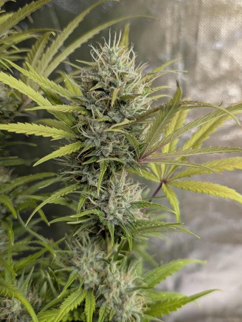 Guava X Gelato #41 Auto. Week 9