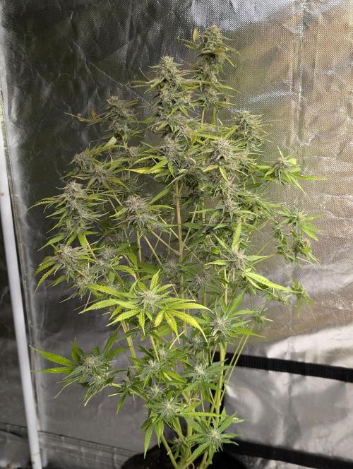 Guava X Gelato 41 x3. Week 9 - 1