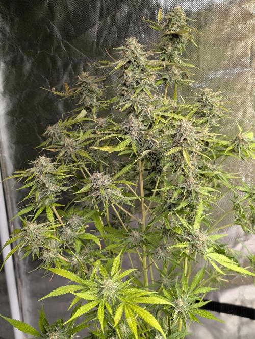 Guava X Gelato 41 x3. Week 9