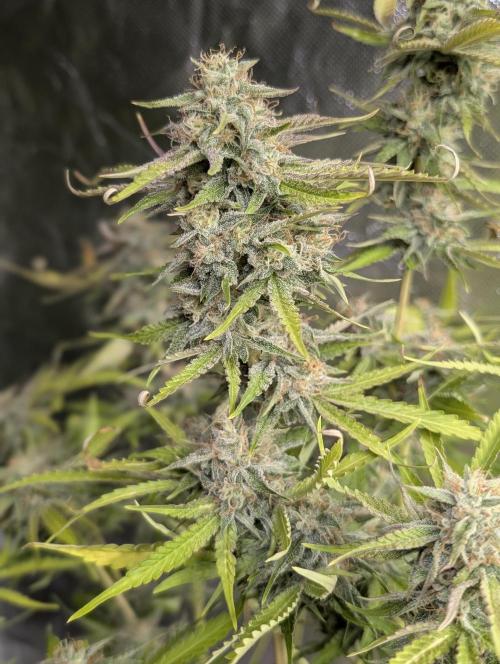 Guava X Gelato 41 x3. Week 9