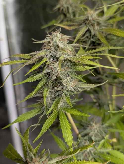 Guava X Gelato 41 x3. Week 9