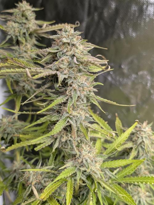 Guava X Gelato 41 x3. Week 9