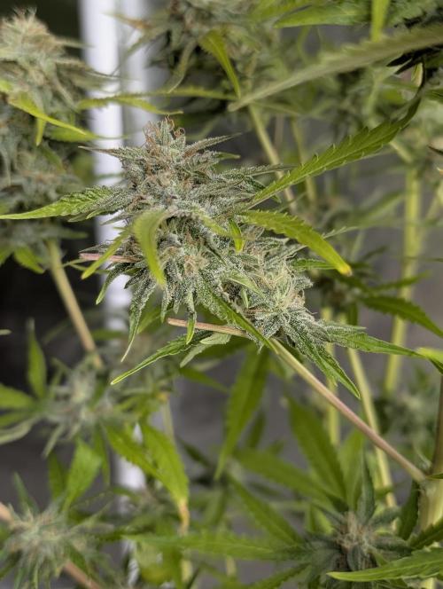 Guava X Gelato 41 x3. Week 9