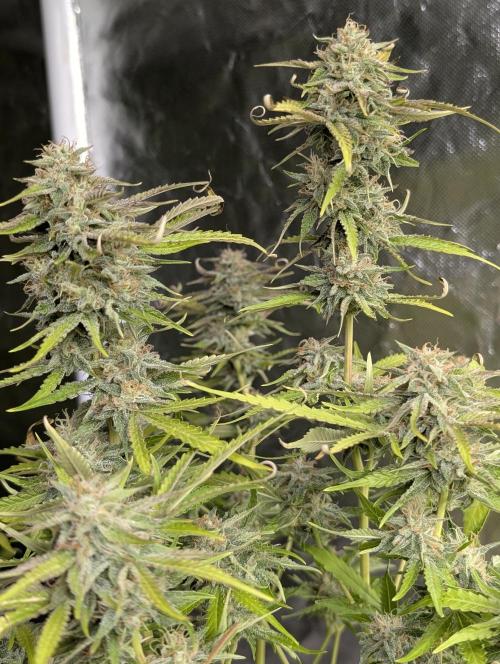 Guava X Gelato 41 x3. Week 9