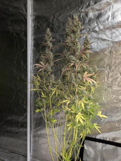 Guava X Gelato 41 x3. Week 9 - 2