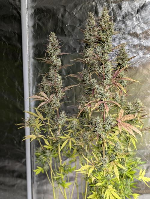 Guava X Gelato 41 x3. Week 9