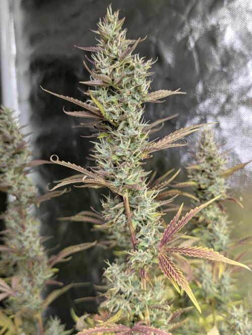 Guava X Gelato 41 x3. Week 9