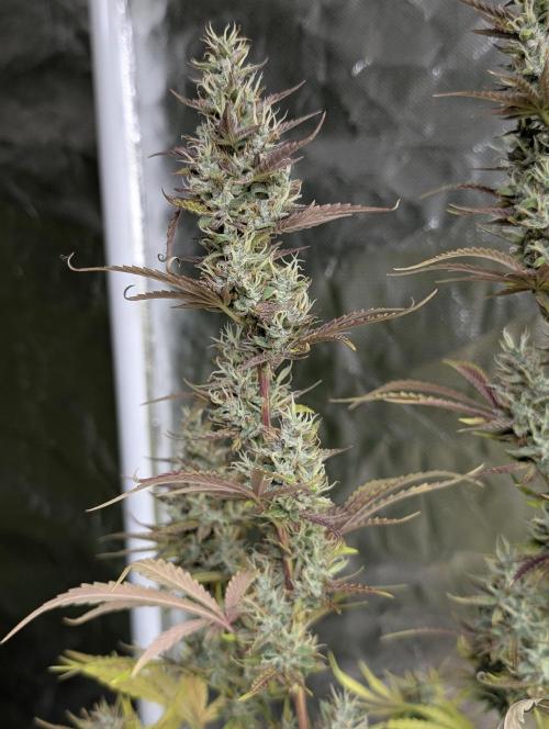 Guava X Gelato 41 x3. Week 9