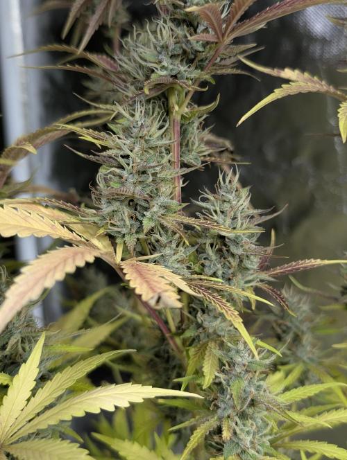 Guava X Gelato 41 x3. Week 9