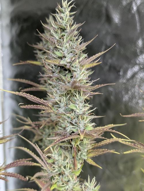 Guava X Gelato 41 x3. Week 9